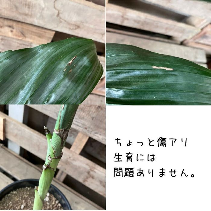 観葉植物現品販売