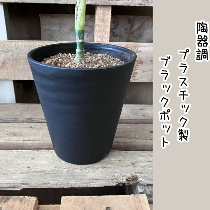 観葉植物現品販売