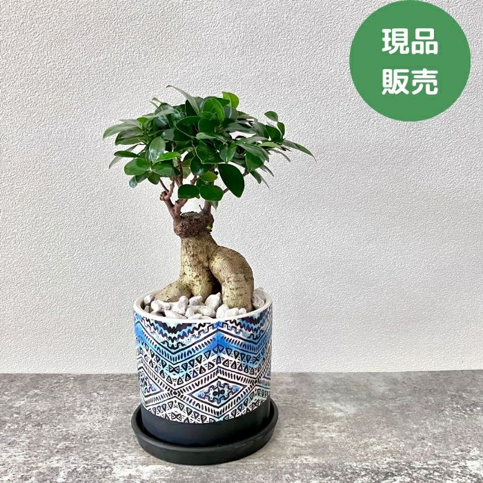 観葉植物現品販売