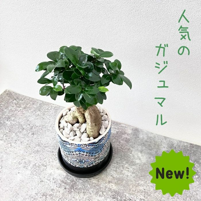 観葉植物現品販売