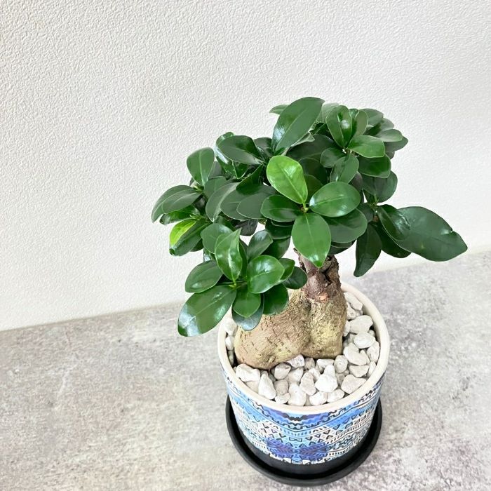 観葉植物現品販売