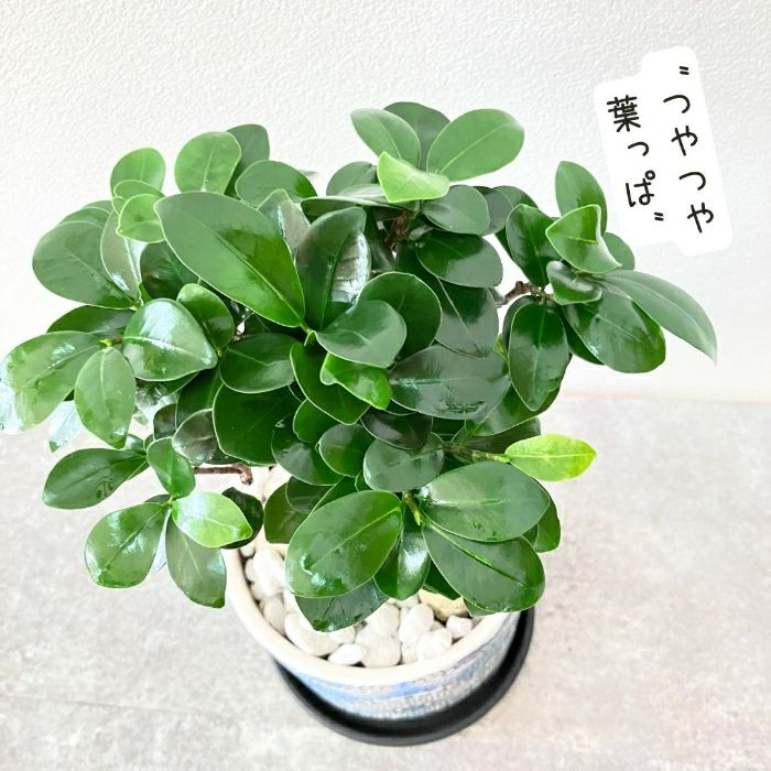 観葉植物現品販売