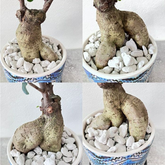 観葉植物現品販売