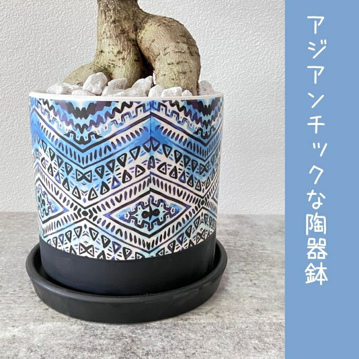 観葉植物現品販売