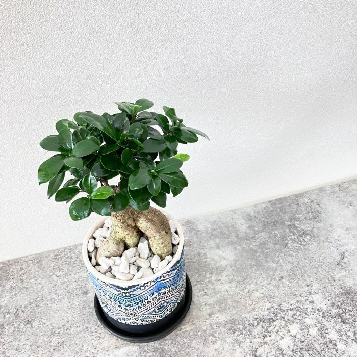 観葉植物現品販売