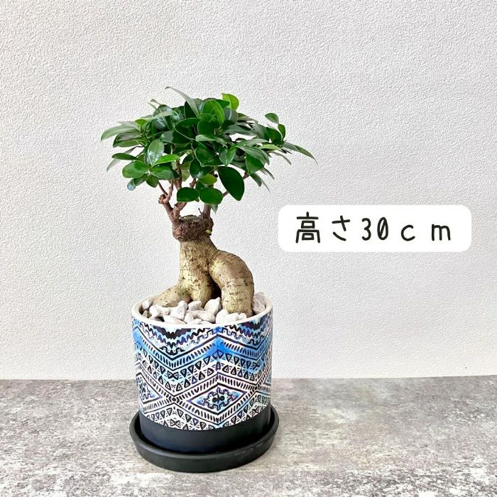 観葉植物現品販売