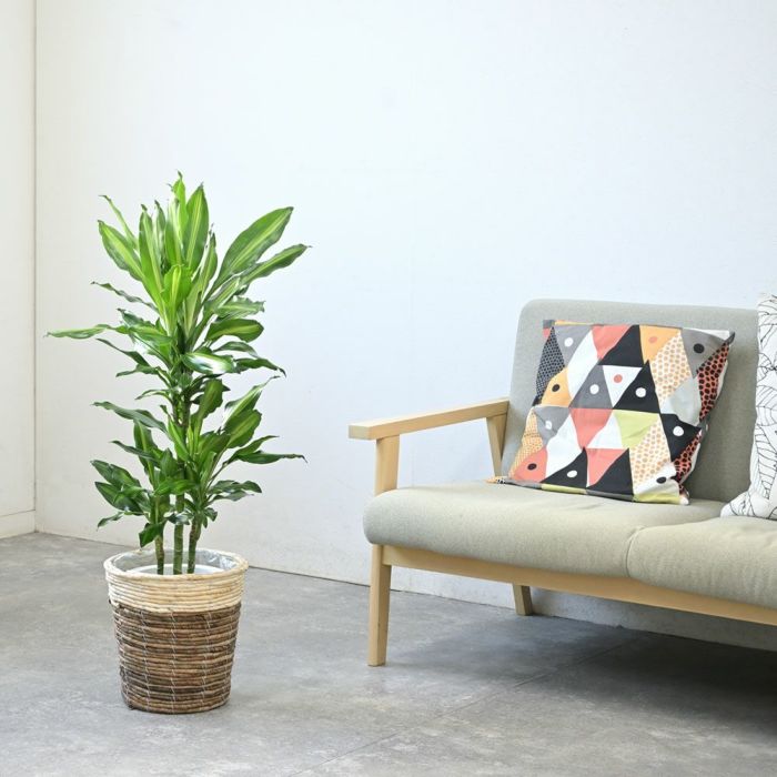 ドラセナ・ジェレ 7号鉢 選べる鉢カバー付 観葉植物