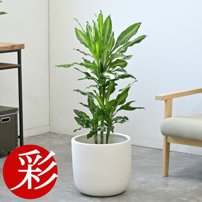 ドラセナ・ジェレ 7号鉢 選べる鉢カバー付 観葉植物