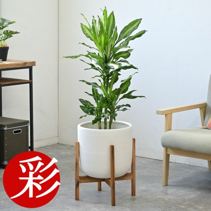 ドラセナ・ジェレ 7号鉢 選べる鉢カバー付 観葉植物