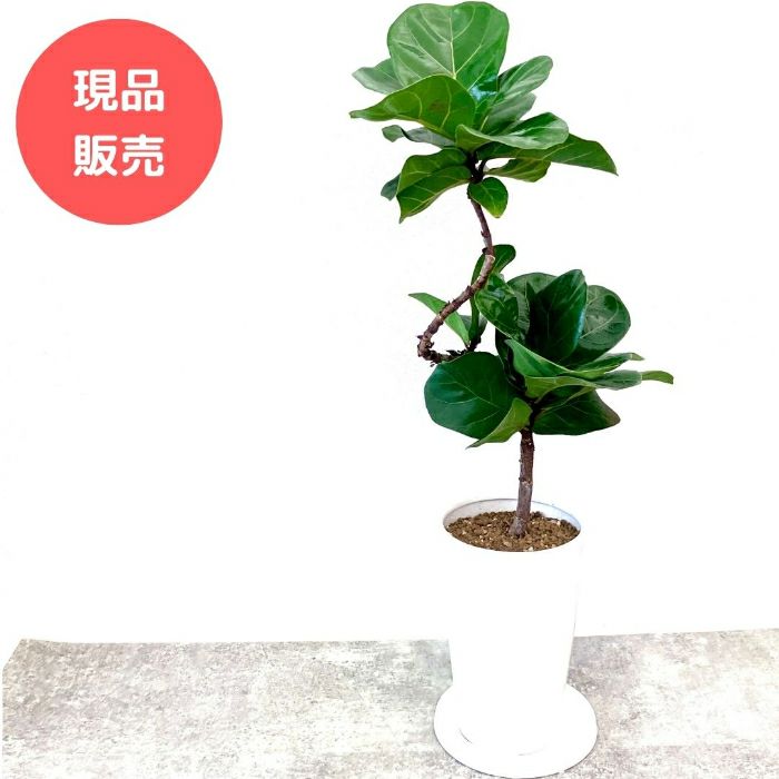 観葉植物現品販売