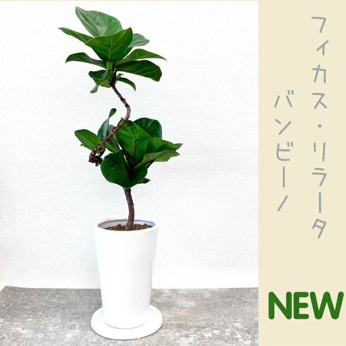 観葉植物現品販売