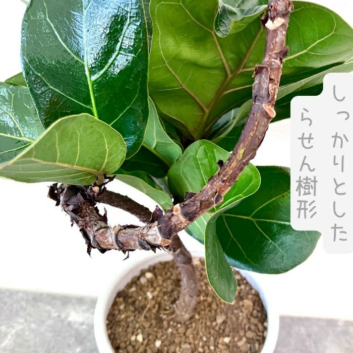 観葉植物現品販売