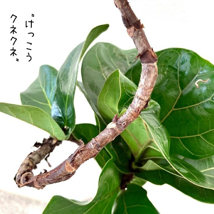 観葉植物現品販売