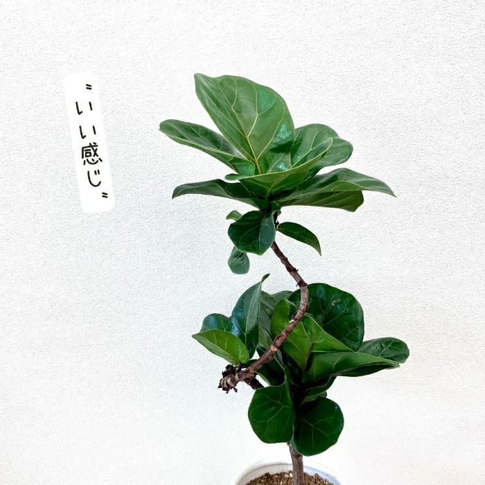 観葉植物現品販売