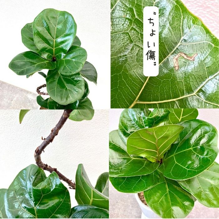 観葉植物現品販売