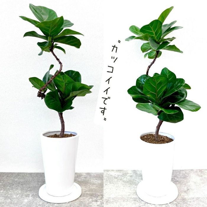観葉植物現品販売