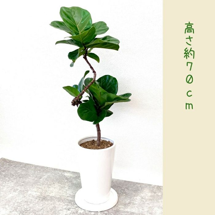 観葉植物現品販売