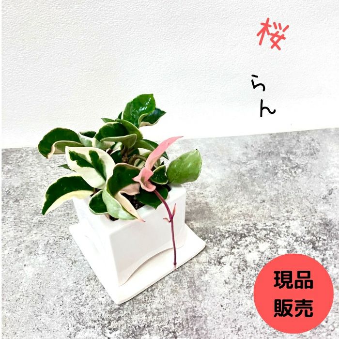 観葉植物現品販売