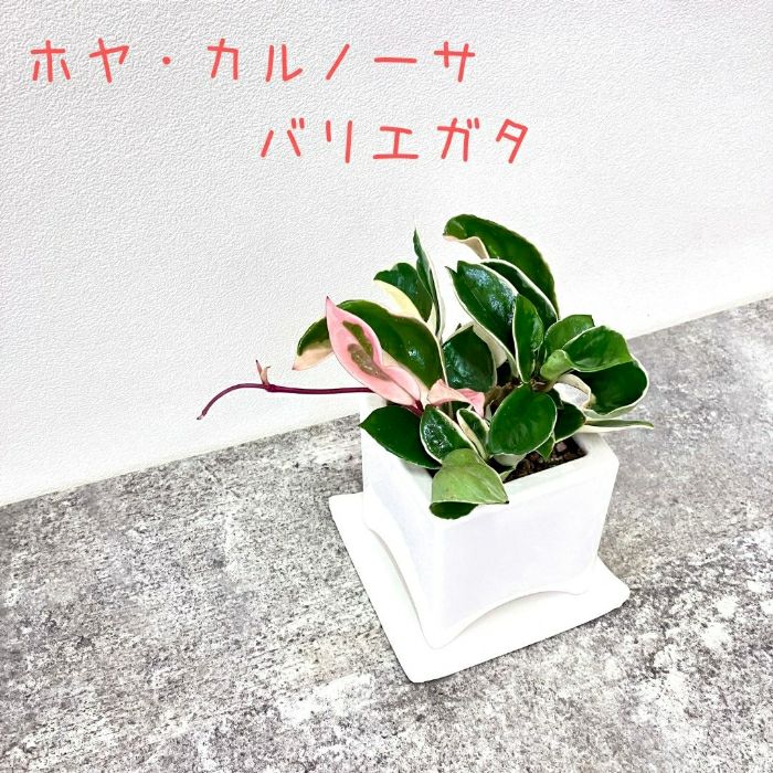 観葉植物現品販売