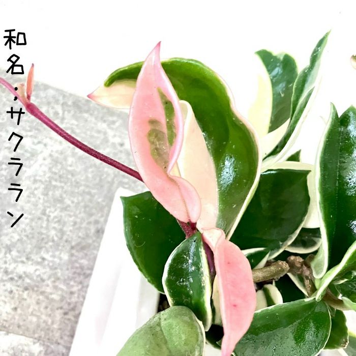 観葉植物現品販売