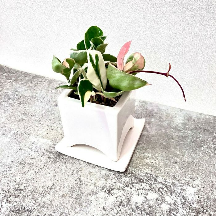 観葉植物現品販売