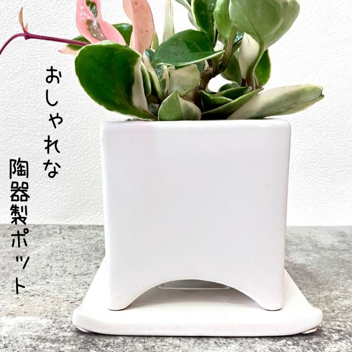 観葉植物現品販売