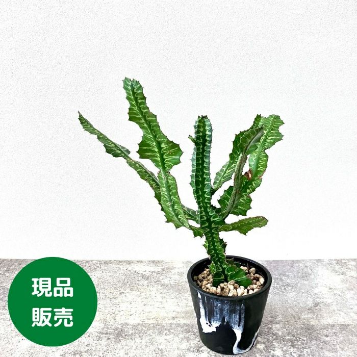 観葉植物現品販売