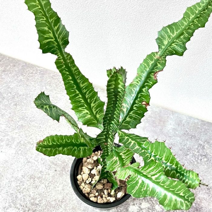 観葉植物現品販売