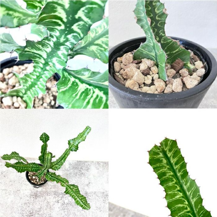 観葉植物現品販売