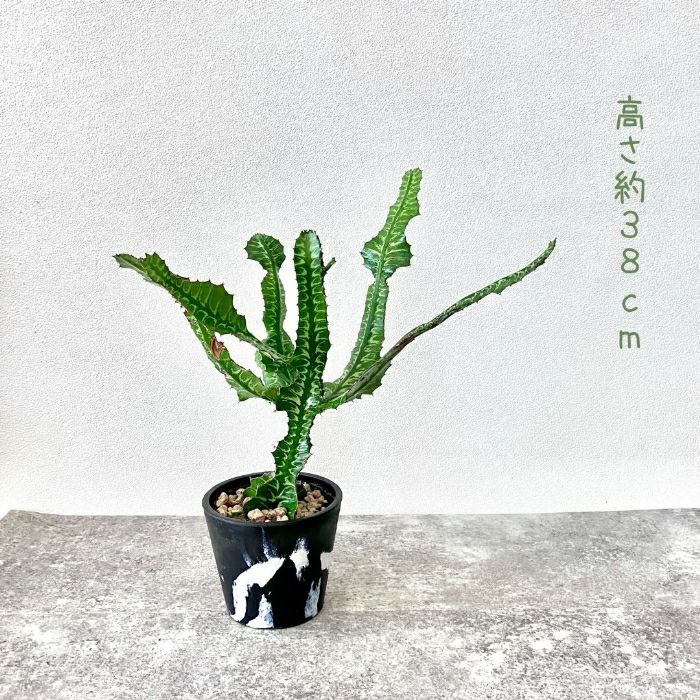 観葉植物現品販売