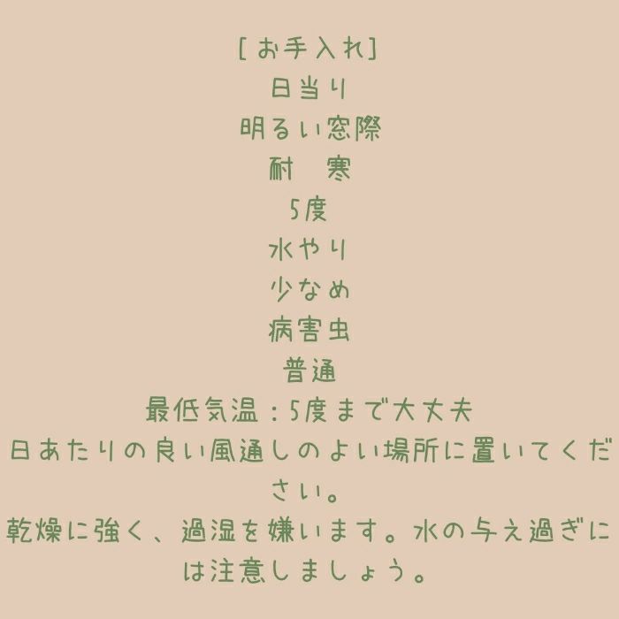 観葉植物現品販売