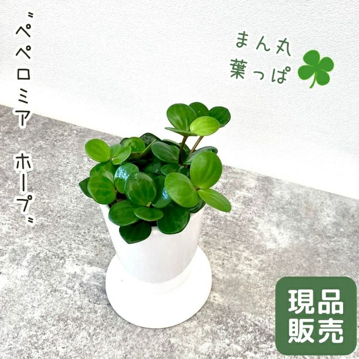 観葉植物現品販売