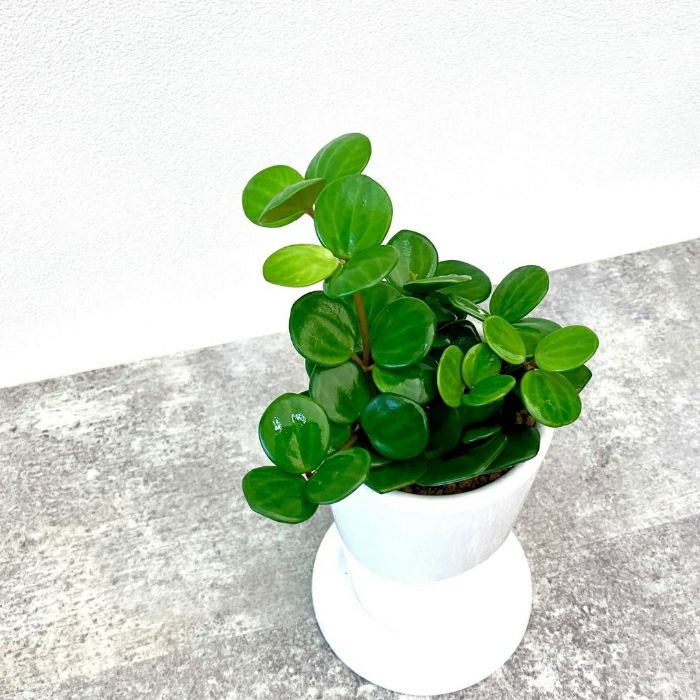 観葉植物現品販売