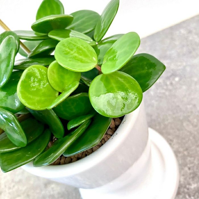 観葉植物現品販売