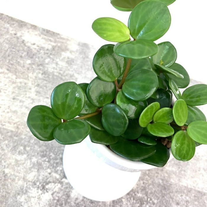 観葉植物現品販売