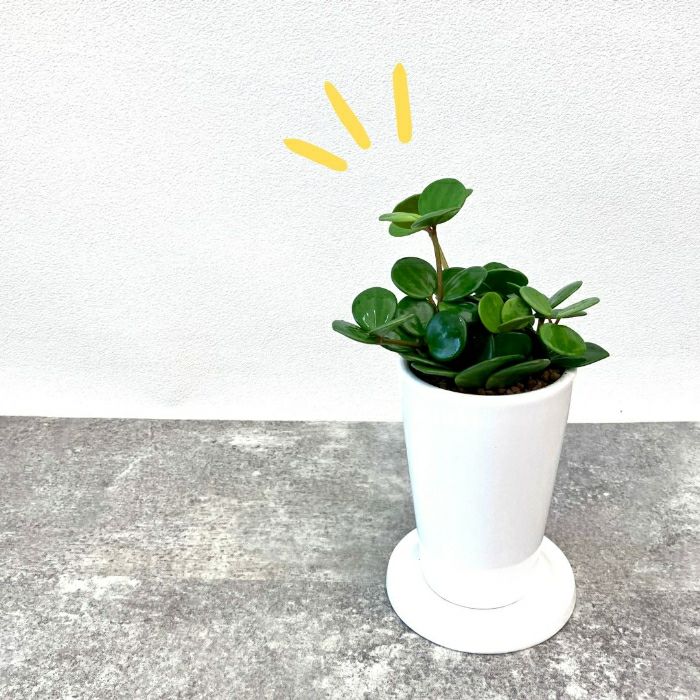 観葉植物現品販売
