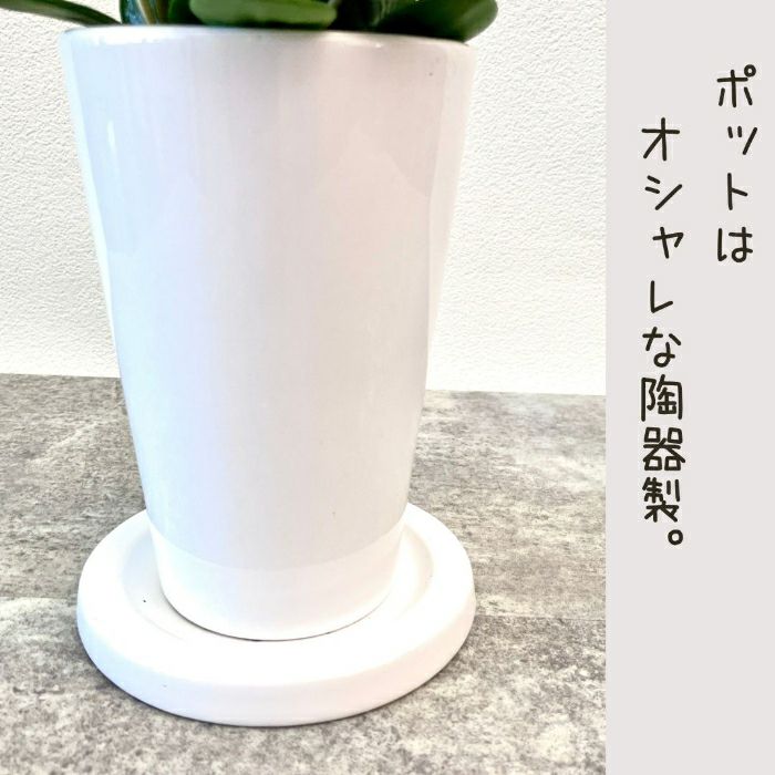 観葉植物現品販売