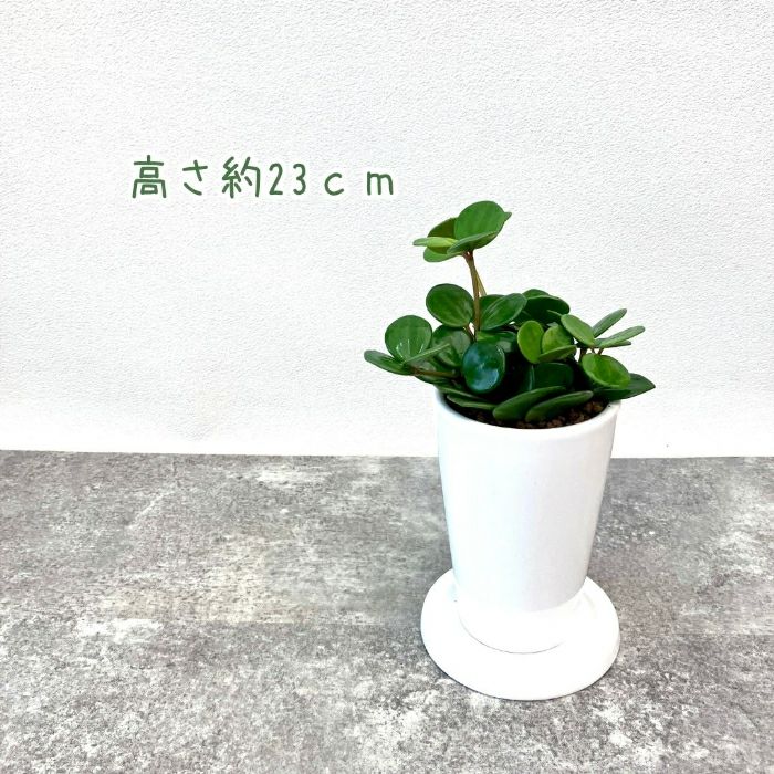 観葉植物現品販売