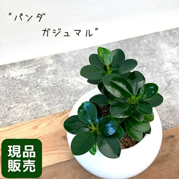観葉植物現品販売