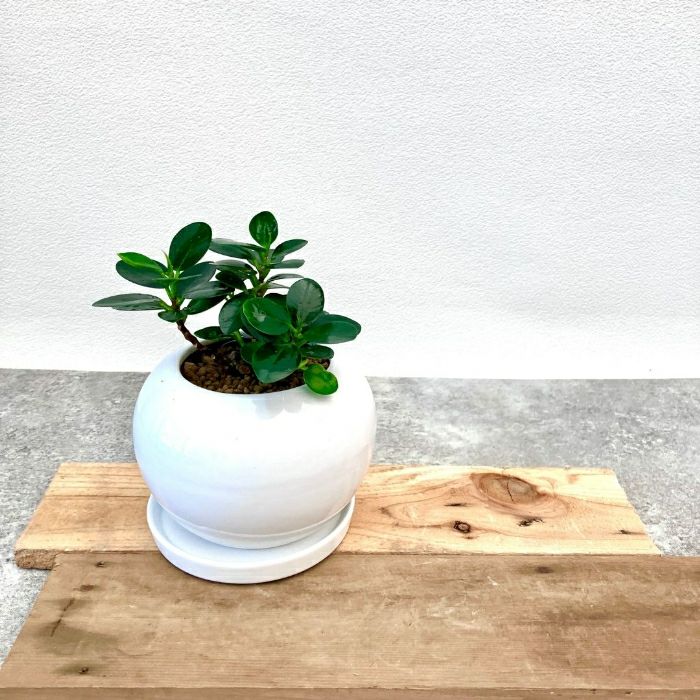 観葉植物現品販売