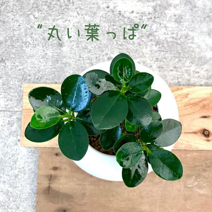 観葉植物現品販売
