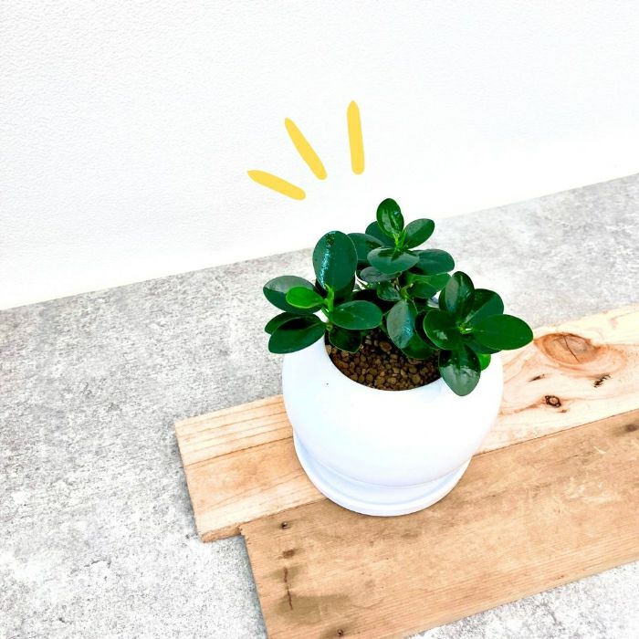 観葉植物現品販売