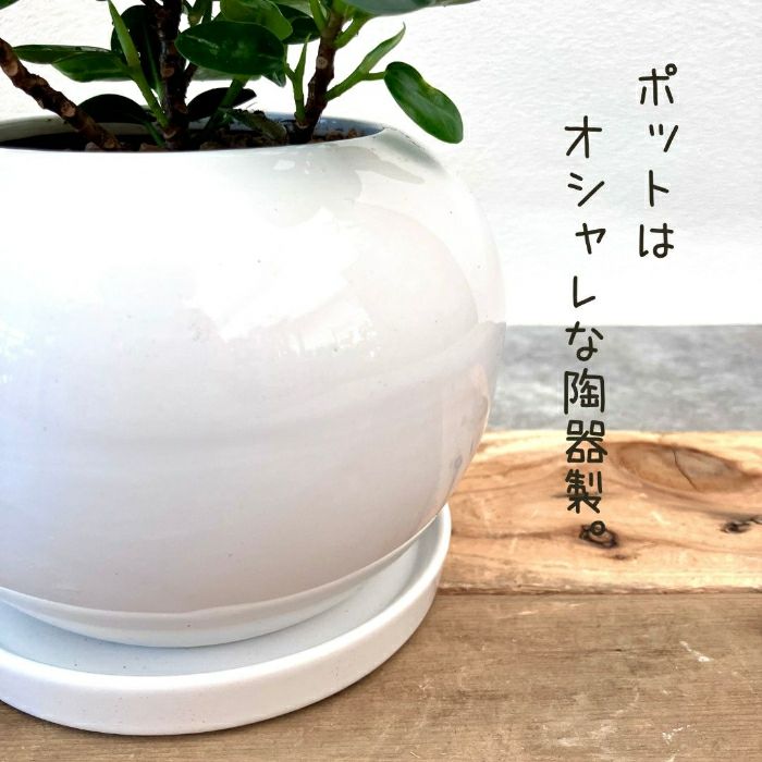 観葉植物現品販売