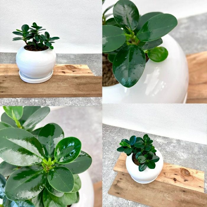 観葉植物現品販売