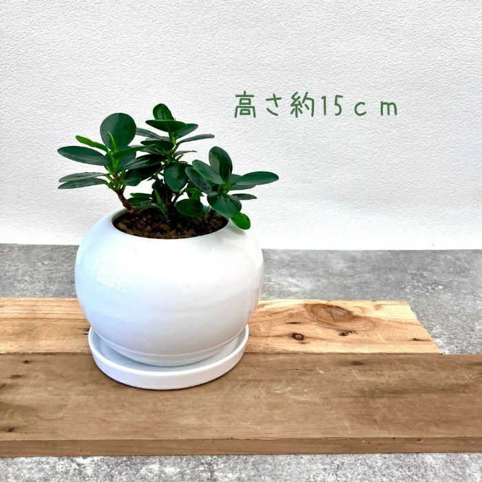 観葉植物現品販売