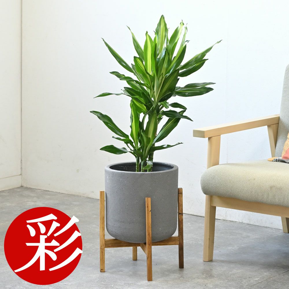 観葉植物 通販 ドラセナ・ジェレ 6号鉢 鉢カバー付