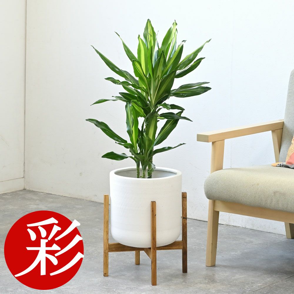 観葉植物 通販 ドラセナ・ジェレ 6号鉢 鉢カバー付