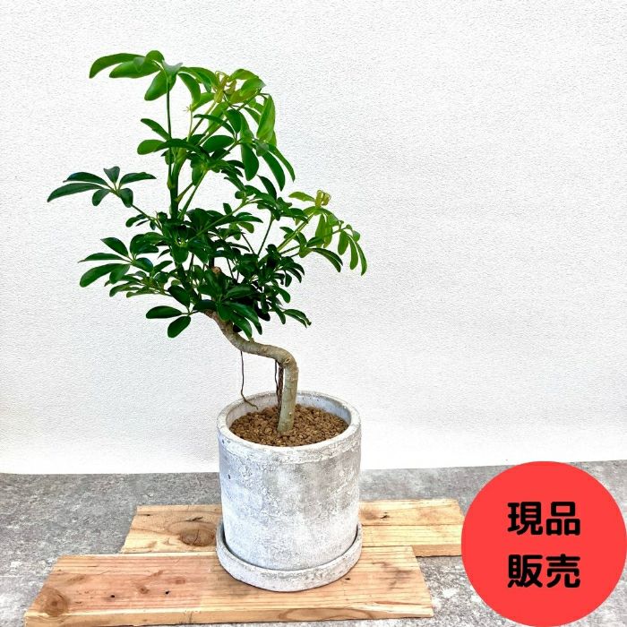 観葉植物現品販売