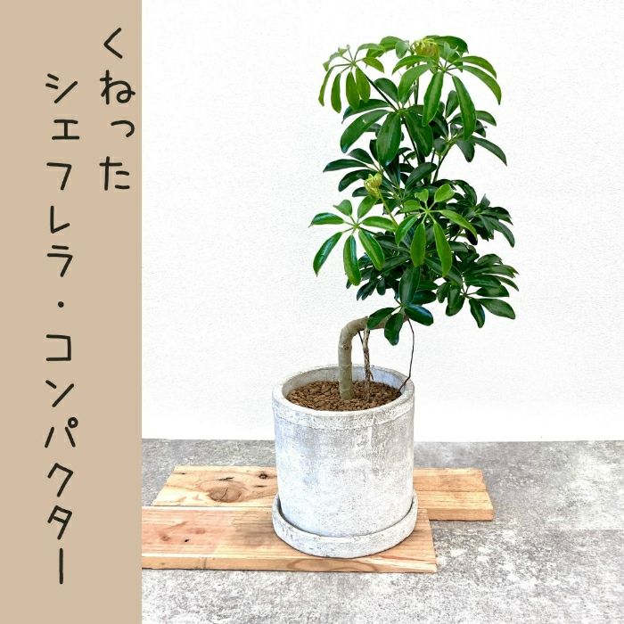 観葉植物現品販売