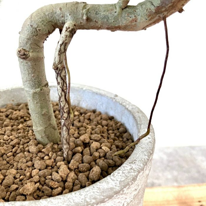 観葉植物現品販売